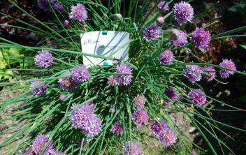 Ciboulette - Allium Schoenoprasum