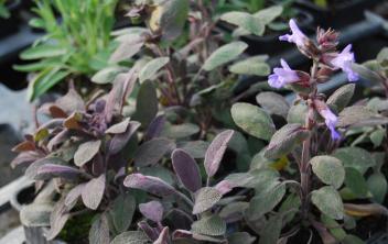 Sauge officinal pourpre - Salvia officinalis Purpurea