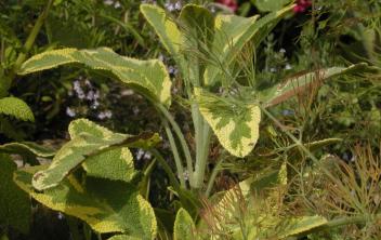 Sauge panachée - Salvia officinalis Icterina